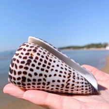 Large Lettered Alphabet Cone Seashell Conus Litteratus Seashell Rare Real 3