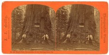 CALIFORNIA STEREOVIEW - Calaveras Grove - Empire State - JJ Reilly 1870s picture