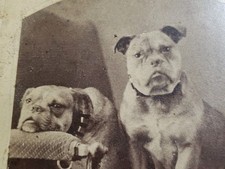 Antique 1870s Abraham Bogardus NY Cabinet Card Gilt Logo Back Bulldogs Portrait picture