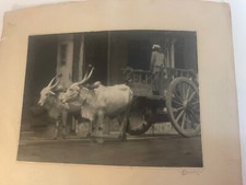 ￼￼Patience: Photo Was Taken In Singapore By George C. Poundstone. ￼Size 10 X 14” picture