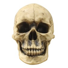 Wallcharmers Wall Charmers Life Size Human Skull - 8.5 Realistic Faux Human picture