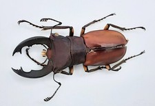 Lucanidae, Cyclommatus sp., A1, 28+ mm, Wamena, #LC292 picture