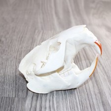 Beaver  Skull #360 picture