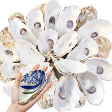10PCS 4-5Inch Concave Oyster Shells for Crafts, Large Oyster Shells picture