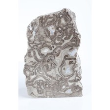 Polished Stromatolite Slab | Ancient Fossil Stone, Natural Banded Pattern picture