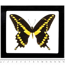 Papilio cresphontes RECTO giant swallowtail yellow black butterfly FRAMED AZ picture
