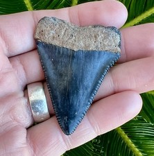 Fossil Great White Shark 2.26” Tooth River North Carolina Rare picture