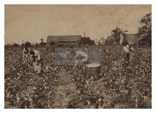 FORMER AFRICAN AMERICAN BLACK SLAVES PICKING COTTON CIRCA 1880s 5X7 PHOTO picture