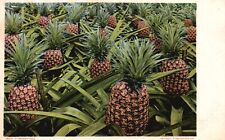 Postcard FL Florida Pines Pineapple Field Undivided Back Vintage PC J4953 picture