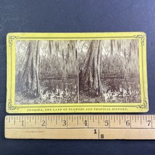 Ocklawaha River Swamp Florida Stereoview J.I. Mackey Jacksonville c1885 picture