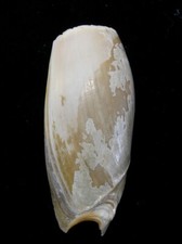 Formosa/SEASHELL/Cymbiola cymbium 141mm.Afirca picture
