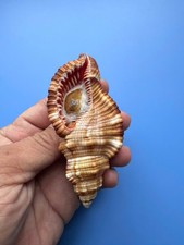 95.9mm | Monoplex pilearis| Nice shell picture