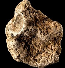Fossilized Bone Fragment Specimen - Paleontology & Geology Collectors picture