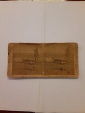 vintage stereoview card DEAD HORSE Bloemfontein Boer War South Africa picture