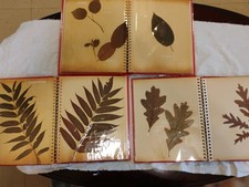 3 Vintage Botanical Pressed Dried Leaves Herbarium Scrapbooks 60+ Specimens  picture