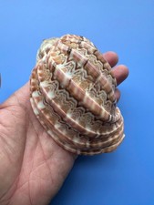 105.2mm | Harpa major| F+++ | BIG size| Nice Shell picture