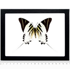 Graphium androcles REAL FRAMED BUTTERFLY BLACK WHITE SWORDTAIL 8IN X 6IN FRAME picture