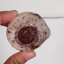 70Gr AMAZING RARE WHOLE PERMIAN AMMONITE FOSSIL FULL CALCITE Mollusca Timor picture