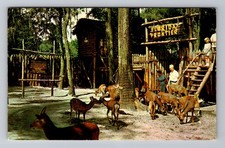 Silver Springs FL-Florida, Deer Ranch, Postal Standard Vintage Postcard picture