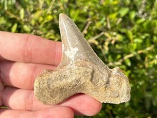 BIG Auriculatus sokolovi Sharks Tooth Fossil Dakhla Morocco Shark Teeth picture