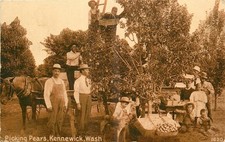 c1910 Kennewick Washington Picking Pears agriculture Postcard 25-11972 picture