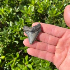 Real Megalodon Shark Tooth 1.85” Big Fossil Shark Teeth picture