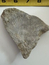 Brachiopod Fossil Multi Indiana Spirifer Shell Mississippian Era picture