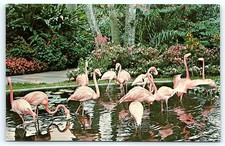 Postcard Florida Sunken Gardens flamingo postcard picture