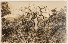 Historical Tree Oregon Illinois Antique RPPC Real Photo Vintage Postcard Eagles picture