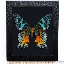 Urania ripheus BLACK BACKGROUND verso REAL FRAMED MOTH MADAGASCAR SUNSET MOTH picture