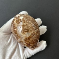 Leporicypraea mappa mappa. 75.2mm, with very special pattern-