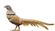 Vintage Brass Pheasant Figurine Mid Century Modern Bird Sculpture Long Tail MCM  picture