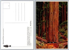 Giant California Redwood Tree Postcard - Loggers Show Massive Size picture