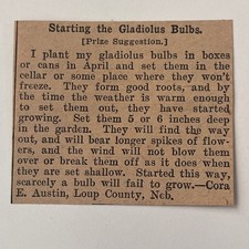 Starting The Gladiolus Bulbs Plant In Boxes Or Cans 1911 Clipping SAH7-S37 picture