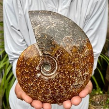 1.76LB Natural agate fossil snail shaped convex round gemstone picture
