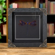 Taxidermy Damselfly in Baroque Style Frame (Vestalis luctuosa) picture