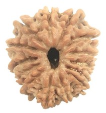 14 Mukhi Rudraksha / Fourteen Face Rudraksh - Nepal - 19.73 mm - IGL Certified picture