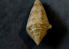 Conus gloriamaris 111mm F+++ ,Unusual FREAK body yellowish  olor pattern WOW picture