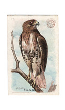 1915 J5 #17 Red-Tailed Hawk, Useful Birds of America 1st Series, Arm & Hammer picture