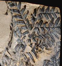 Museum quality huge Carboniferous plant fossil climbing fern leaf  Mariopteris  picture