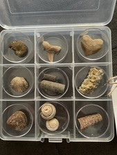 Beginner Ancient Fossil Set 9 Real specimens + Magnifying Glass And Stickers picture