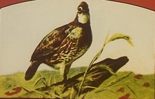 Antique 1930s Bob White Crate Label 🐦 Anderson Fruit Farms Pennsylvania NOS picture