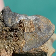 Trilobite, Wolfartaspis cornutus: Bolivia devonian trilobite fossil picture