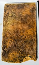 Grade Diplomystus dentatus Fossil Fish Green River Formation Wyoming large slab picture