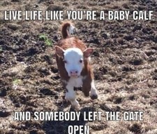 Inspirational    baby calf quote refrigerator magnet  3 1/2