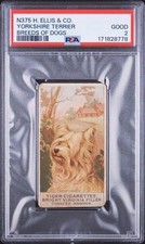 Yorkshire Terrier 1889 N375 H. Ellis & Co. Breeds of Dogs PSA 2 Good picture