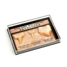 1x Natural Fossilized Shark Tooth Specimen For Collection, Acrylic Box Packaging picture