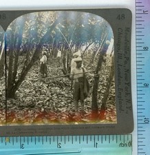 Gathering Cacao Pods La Clementina Ecuador Keystone Stereoview picture