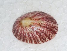 MINIATA CYMBULA WOOOOOW picture