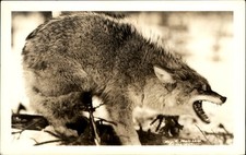 Wolf snarling ~ RPPC real photo vintage postcard ~ Hewitt Photo picture